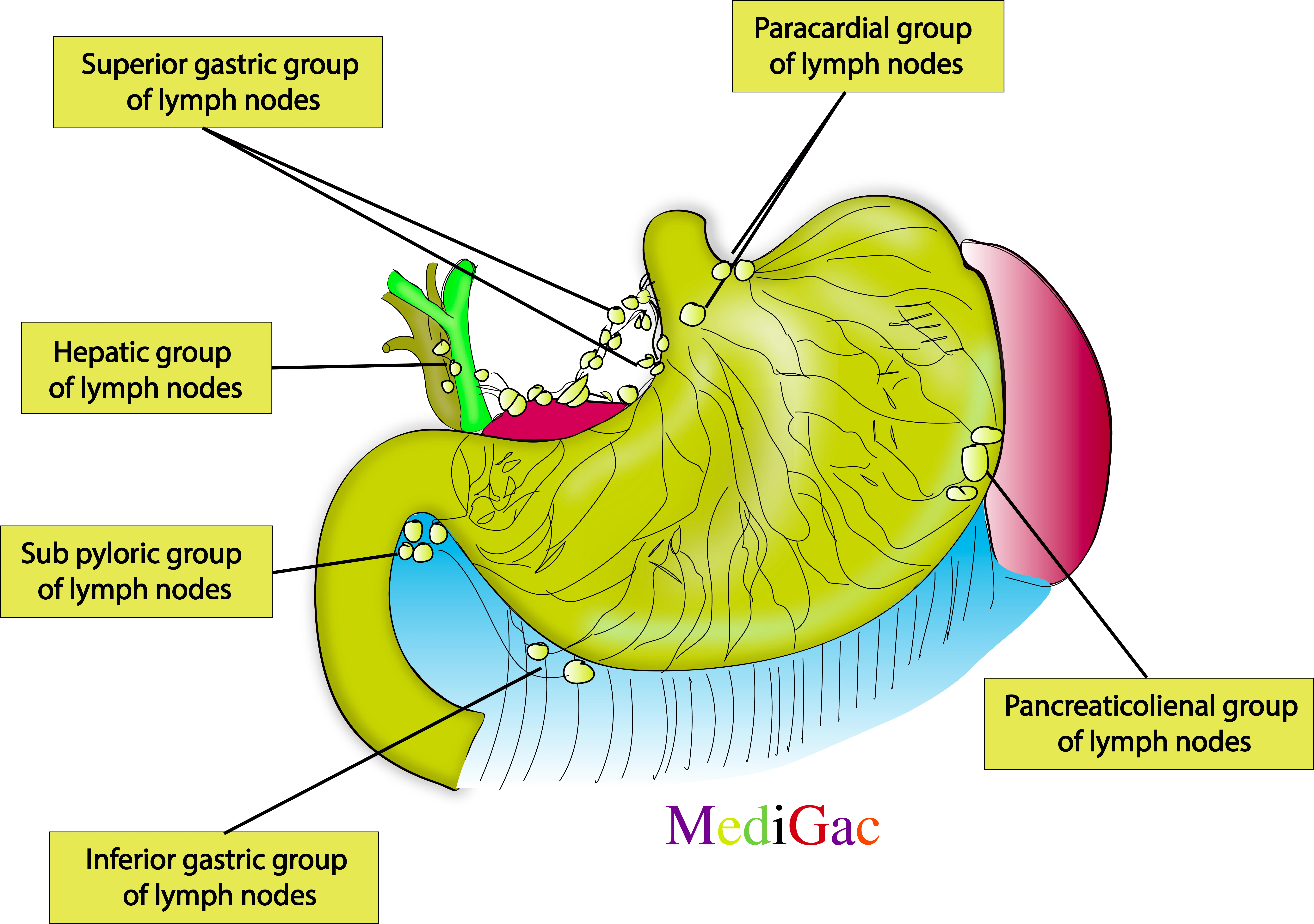 Gastric lymph nodes